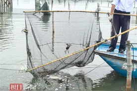 实探“阳澄湖大闸蟹正式开捕”：商户称今年螃蟹成熟较晚，蟹价或和去年持平图片