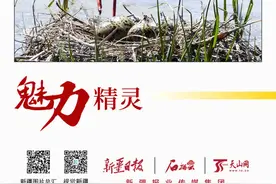 石榴图汇·魅力精灵 | 百鸟舞动艾比湖图片