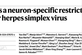 Nature+1！关于大脑抗病毒机制，交大团队首次发现！图片