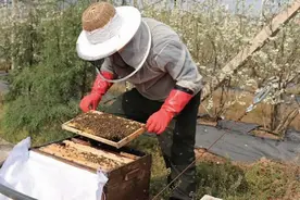 宜良养蜂人推荐深山“百花蜜”图片