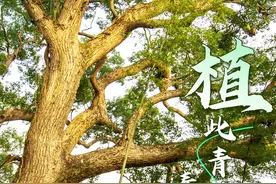 植树节，原来与广东渊源这么深图片