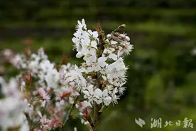 来凤县百福司镇：樱花迎来乡村旅游“春日首秀”图片
