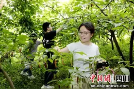泸州纳溪：小小桑葚果 甜甜致富路图片