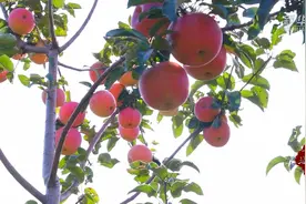 千城百县看中国｜河北承德：金秋苹果挂满树 丰收时节笑开颜图片