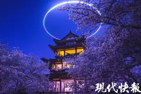 日夜同赏、浪漫加倍！无锡鼋头渚夜樱游园会20日开启图片