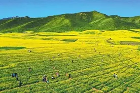 张掖民乐：千年扁都口，遇见最美油菜花海图片