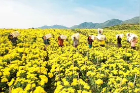 垫江：金丝皇菊“丰”景美 大地绘就“金”画卷图片