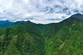 从“掌上明珠”到“竹林隐士”——我国正积极推进圈养繁育大熊猫野化放归工作图片
