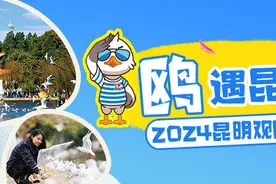 来昆明和可爱的海鸥来一场“鸥”遇图片