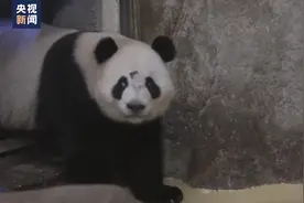 开启十年旅居生活，大熊猫“金喜”“茱萸”抵达西班牙图片