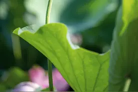 柘城县：夏日荷花别样红图片