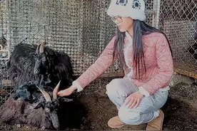 每公斤羊肉卖到180元！沂蒙山间的姑娘用知识奏出“新牧羊曲”图片