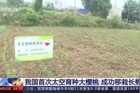 我国首次太空育种大樱桃，成功移栽长势好图片