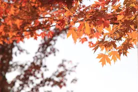 祁阳：深秋时节 “枫”景正好图片