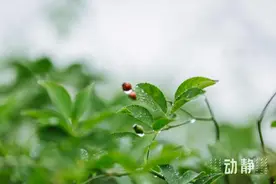 最低气温降至2℃！今晚贵阳起进入阴雨模式图片