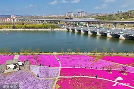 烟台芝樱花迎最佳观赏期 市民畅游花海乐享春光图片