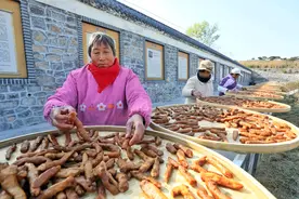 山东泰安：黄精产业铺就“致富路”图片
