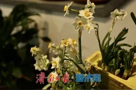 水仙花开迎新春图片