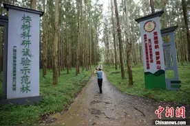 广西建成亚洲最大桉树基因库 桉树育种“上天入地”图片