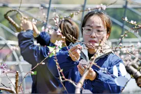 桃花授粉育新种图片