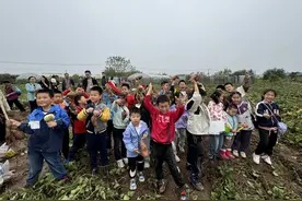 萌娃田间挖红薯图片