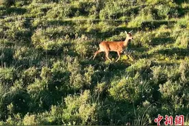 青海刚察野生动物频现 “组团”“单飞”惬意无限图片