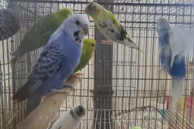 养殖小鹦鹉 奏响致富曲 示范区杏花营农场马砦社区鹦鹉养殖引领乡村振兴图片