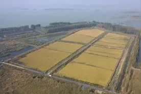 太白湖新区石桥镇新闸村探索立体生态养殖，产业振兴有新路图片