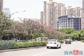 小叶紫薇：天越热花越旺 成为夏日最亮眼的风景图片