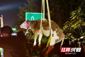 永州：高速路上“牛出没” 临时“放牛倌”上线图片