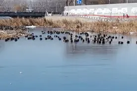 数百只水鸟被冻在河面上？专业人士：野生水鸟能适应多变环境图片