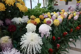 中山公园菊花精品展亮相塘花坞  展期持续至11月24日图片