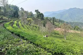 普洱江城：万亩春茶抢“鲜”开采图片