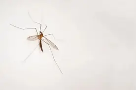 蚊子为啥总咬我？这回明白了！图片