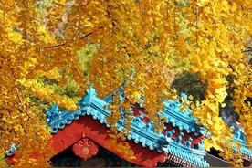 赏树打卡正当时！细数青岛的那些“千年古树”图片