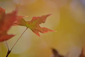 语闻·时令 | 一叶知秋图片