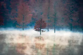 浙江黄岩：冬日红杉林美如画图片