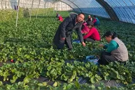 （乡村行·看振兴）“草莓达人”的心愿：让更多乡邻搭上“致富快车”图片