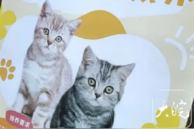 合肥市民质疑宠物店：免费领养猫咪，为何还要每个月付钱？图片