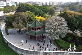 多图 | 美翻了！汕头这里梨花正盛开，你打卡了吗？图片