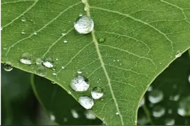 中雨！大雨！暴雨！台州人挺住，持续10天！还有更糟心的……图片