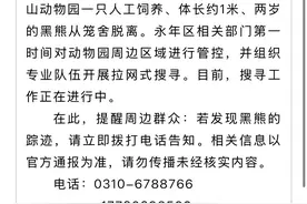邯郸佛山野生动物园通报“有熊出逃”：两岁黑熊从笼舍脱离，体长约1米图片