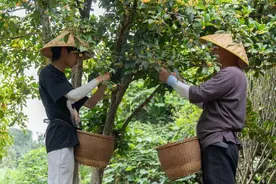 50克能卖到190元，杭城独有的这杯“秋香”飘出了国门图片