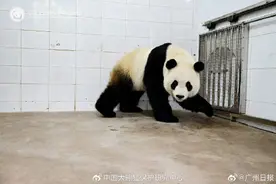 期待见面！3只大熊猫幼崽回国啦图片