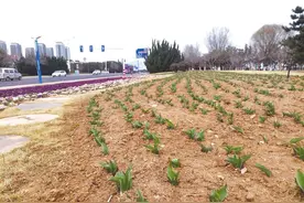 25万株郁金香破土而出，烟台春游又添赏花处图片