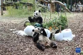 比利时出生的大熊猫双胞胎庆祝四岁生日图片