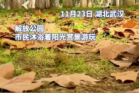 风吹叶落，大地披新装，市民享初冬暖阳图片