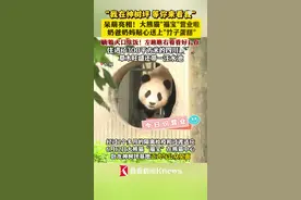 探头探脑呆萌亮相！大熊猫“福宝”正式营业啦图片