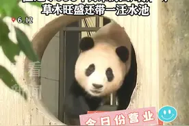 探头探脑呆萌亮相！大熊猫“福宝”正式营业啦图片