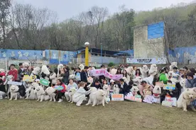 近百只萨摩耶聚会，130斤“微笑天使”成焦点，主人：终于找到玩伴图片